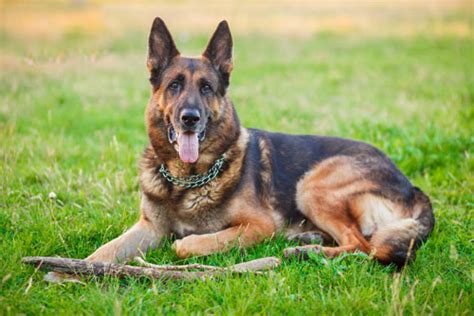 Maybe you would like to learn more about one of these? How To Choose The Best Food For German Shepherd Breed ...