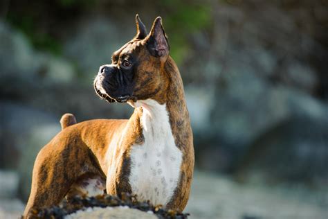 20 Best Boxer Dog Facts And Information