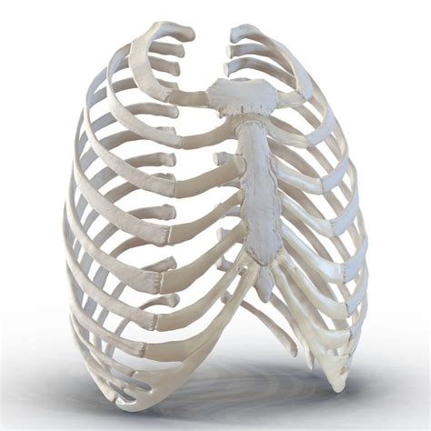The rib cage is the arrangement of ribs attached to the vertebral column and sternum in the thorax of most vertebrates, that encloses and protects the vital organs such as the heart, lungs and great vessels. 3d female ribcage skeleton | Rib cage, Skeleton, Skull ...