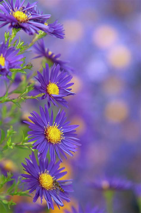 Purple Autumn Aster Flowers Photograph By Jenny Rainbow