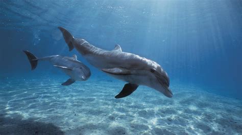 What Is The Scientific Name For A Dolphin