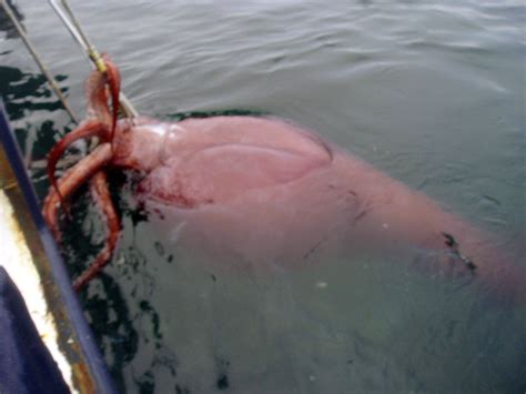 Watch Scientists Dissect An Incredibly Rare Colossal Squid On Camera Vox