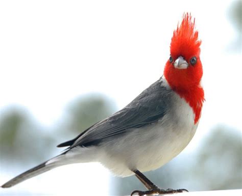 Redhead Hawaiian Cardinal Aloha Hawaii Birds Bird Feathers