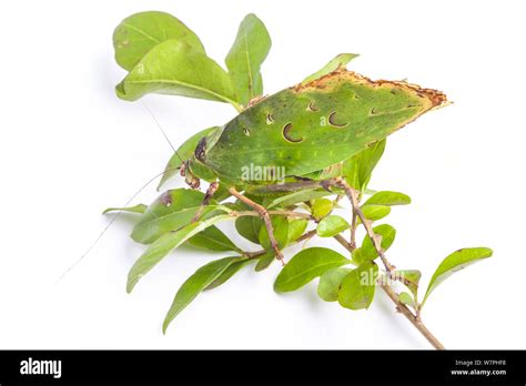 Malaysian Leaf Katydid Ancylecha Fenestrata A Leaf Mimic Originating