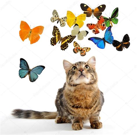 Young Norwegian Cat And Butterfly — Stock Photo © Cynoclub