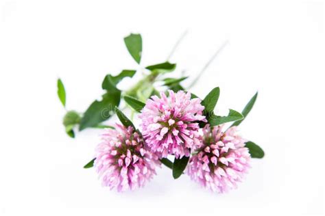 Pink Clover Flowers Stock Image Image Of Botany Close 97275003
