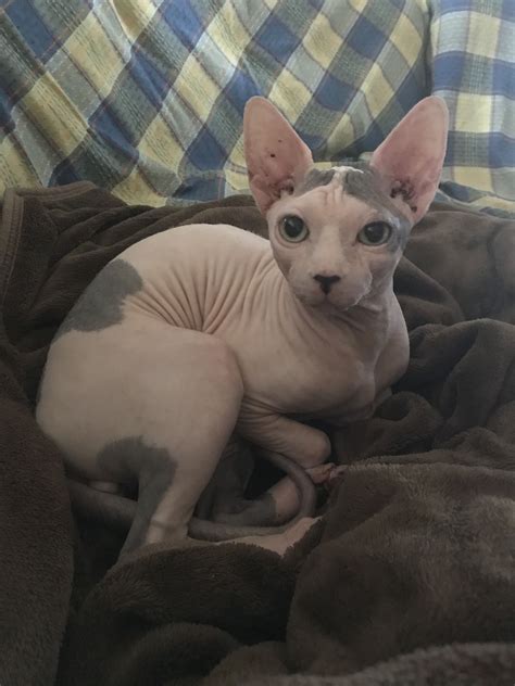 A Hairless Cat Sitting On Top Of A Blanket