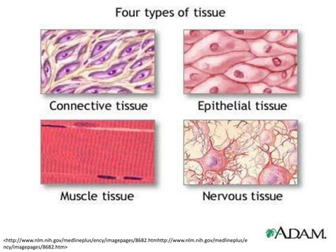 Ppt Types Of Tissue In The Body Powerpoint Presentation Free