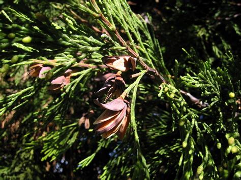 Calocedrus Decurrens Incense Cedar Tree Seeds World Seed Supply