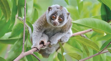 Lemuri Gli Spiriti Della Notte Nel Madagascar Infosostenibile