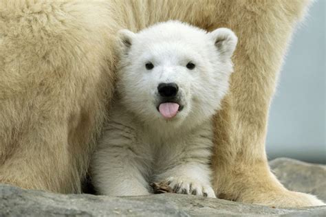 Polar Bears May Be Extinct By 2100 And We Only Have Climate Change To