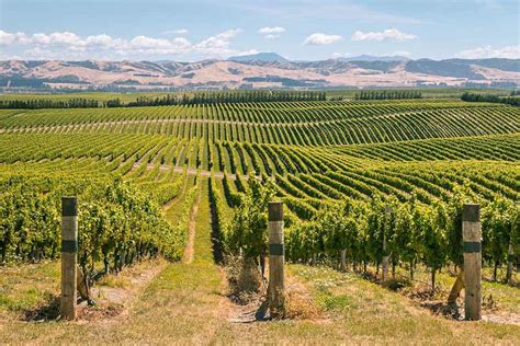 8 Must Visit Marlborough Wineries And Vineyards For Wine Lovers