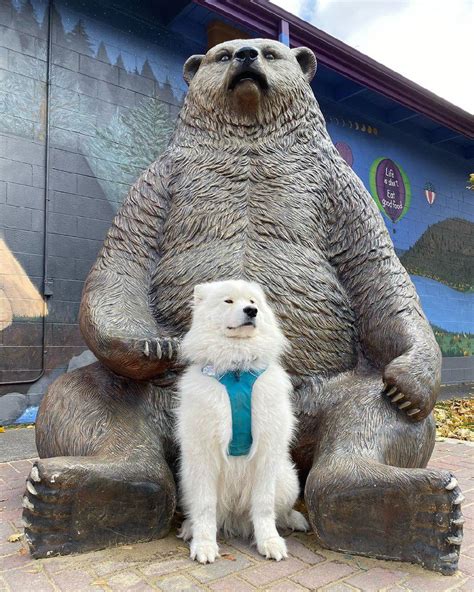 16 Funny Pictures Explaining Why We Love Samoyed Dogs So Much Petpress