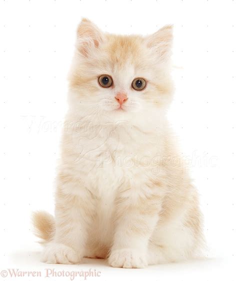 Cream And White Fluffy Kitten Sitting Photo Wp15234