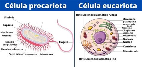 tipos de células procariota eucariota lifeder 1024490 Educación para