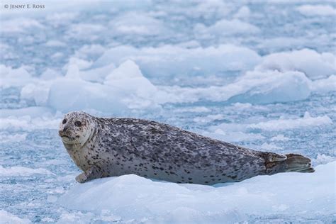 Arctic Tundra Seals