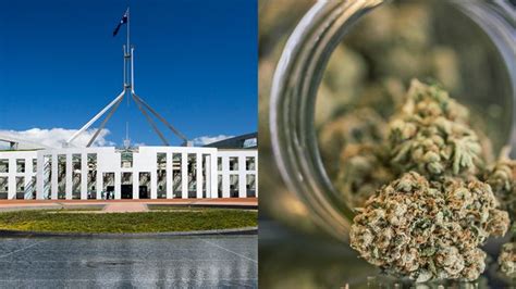 Weve Weeded Out The Best Reactions To Canberra Legalising Pot In The