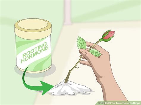The rose cutting should be 6 to 8 inches (15 to 20 cm.) in length measuring down the stem from the base of the bloom. How to Take Rose Cuttings: 12 Steps (with Pictures) - wikiHow