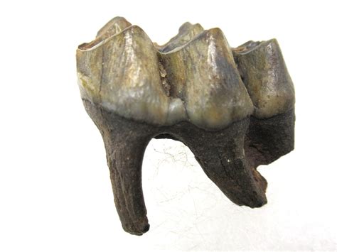 Florida Pleistocene Age Deer Tooth 10 1 For Sale
