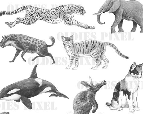 Vintage Animals Black And White Drawing Instant Download  Etsy
