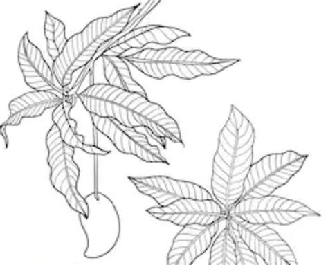 Can You Draw Pictures Of A Bunch Of Mango Leaves