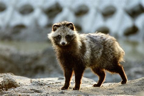 Perro Mapache Invasores En La Red De Parques Nacionales Mamíferos