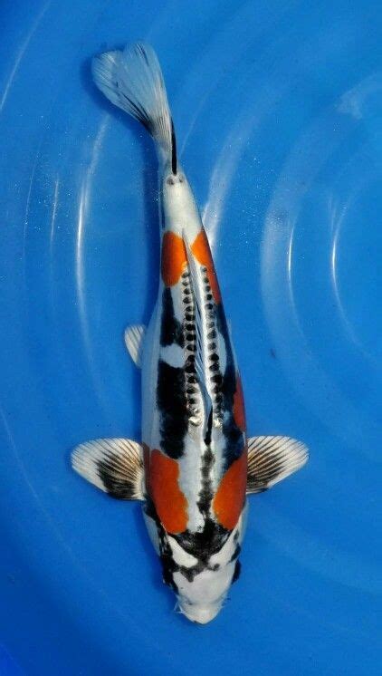 Beni kikokuryu www.dierenplaza.nl/koikarpers | Koi carp fish, Koi fish