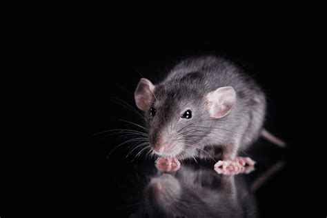 How To Get Rid Of Roof Rats In Arizona Insectek Pest Solutions