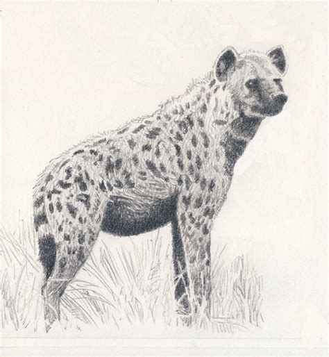 Spotted Hyena By Willemsvdmerwe On Deviantart