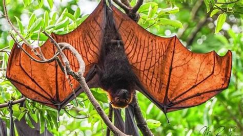 How Big Does A Golden Crowned Flying Fox Get Where Does A Golden