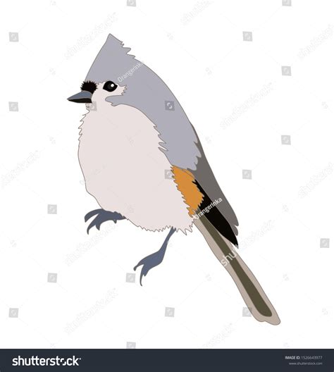 Bird Illustration Tufted Titmouse Vector Isolated Stock Vector Royalty Free 1526643977