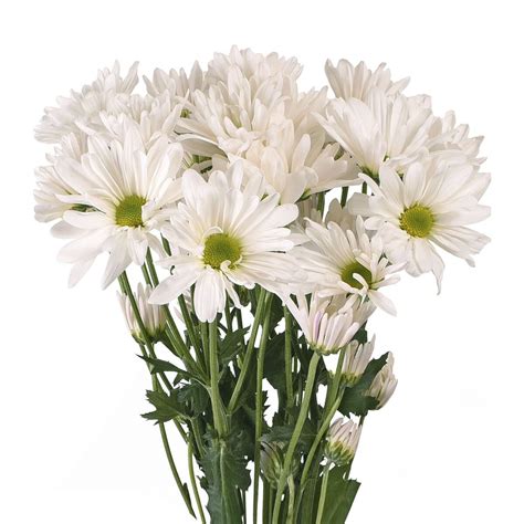 Daisies 60 Stems Of White Fresh Cut Flowers By Bloomingmore