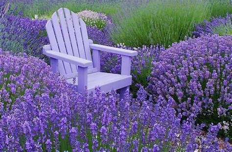 Lavender In Your Garden Ideas For Home Garden Bedroom Kitchen