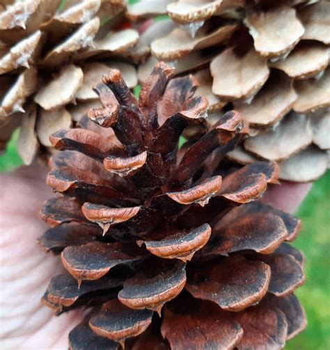 Ponderosa Pine Cones For Decorating Or Crafts Are Etsy