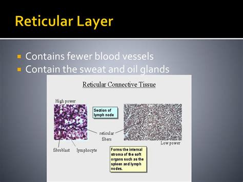 Ppt Chapter 8 Skin Physiology Powerpoint Presentation Free Download