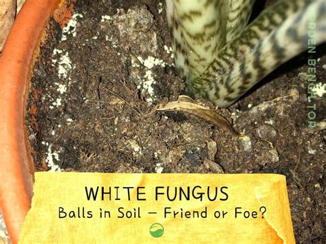 White Fungus Balls In Soil Good Bad Or Ugly Must Read