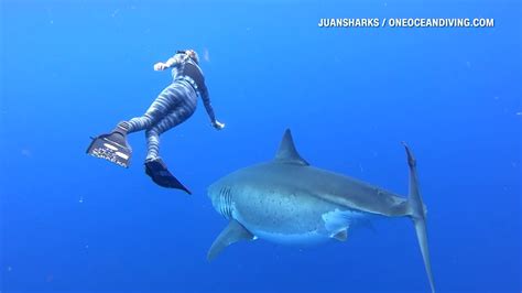 Researchers Come Face To Face With Huge Great White Shark Youtube