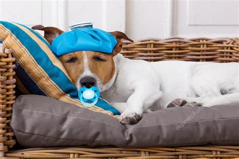 Sick Ill Dog With Fever — Stock Photo © Damedeeso 111803782