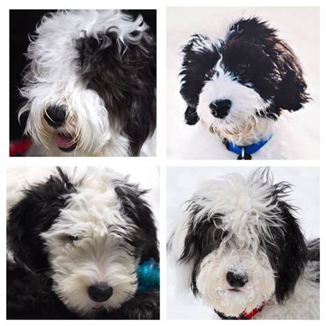 Sheepadoodle Puppies Feathers And Fleece With Images Sheepadoodle