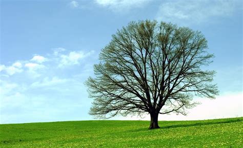 Dalam bahasa inggris tanaman ini disebut dengan nama oak tarbantin dan beberapa genus yang masih satu keluarga dengan tanaman ini terutama cyclobalanopsis dan lithocarpus. Pernah kalian dengan pohon hayat ? ( Pohon kehidupan ) | KASKUS