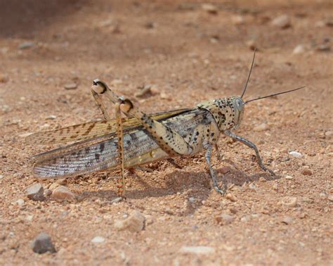 Acrididae Valanga Irregularis Giant Grasshopper Female Adu Flickr