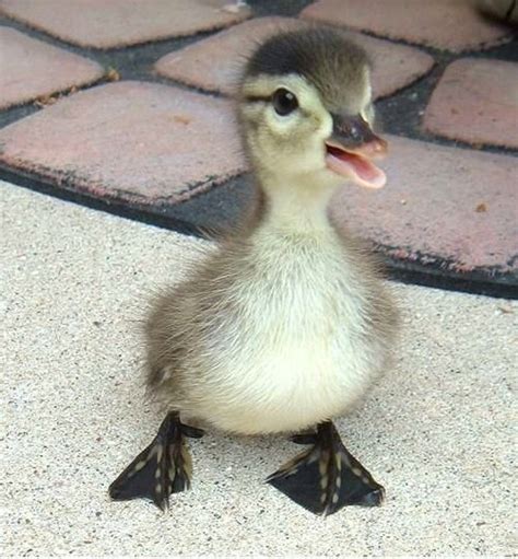Omg Cutest Duckling Ever Cute Creatures Beautiful Creatures