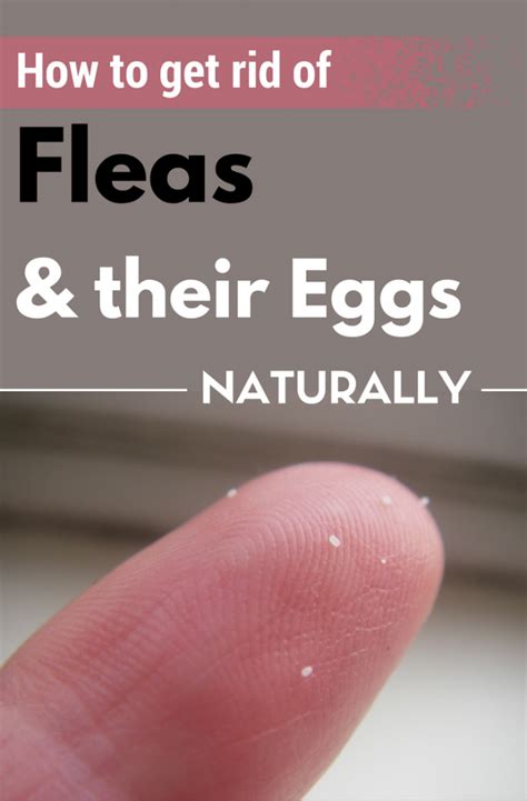 How To Get Rid Of Fleas And Their Eggs Naturally Cleaningtips Net