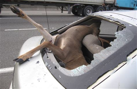 Minnesota Deputy Hits Deer At 114mph Page 5 Ar15