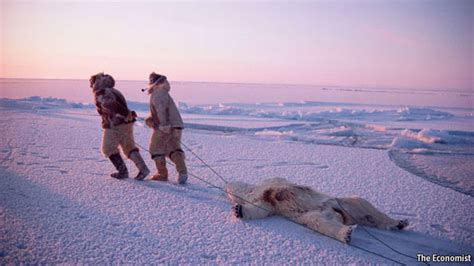 Canadas Inuit Polar Bear Politics The Economist