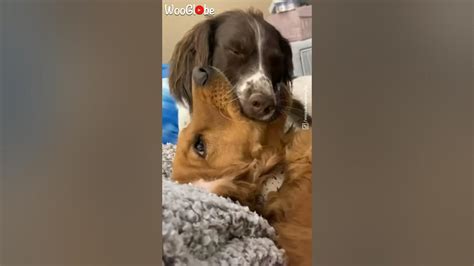 Two Dogs Making Out With Kisses Wooglobe Youtube