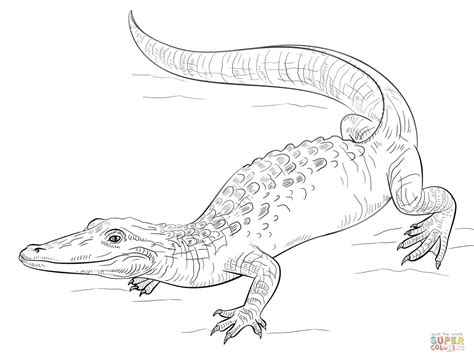 American Alligator Coloring Page At Free Printable
