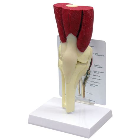 Gpi Anatomicals Muscled Knee Model