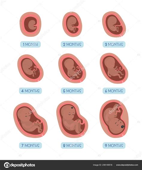 Embarazo Mes Mes Etapas Del Desarrollo Embrio Archivo Im Genes Free