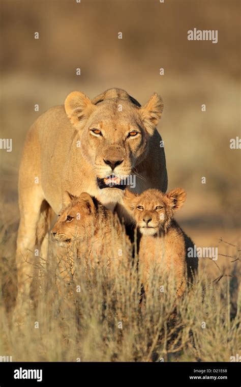 Lioness With Young Lion Cubs Panthera Leo In Early Morning Light